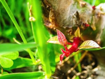 Close-up of butterfly pollinating on plant