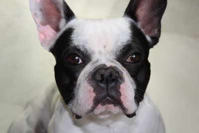 Close-up portrait of dog