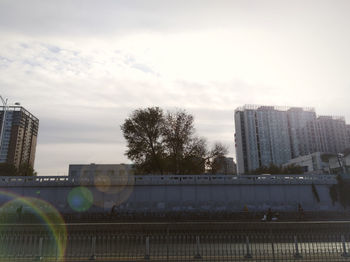 Trees in city against sky