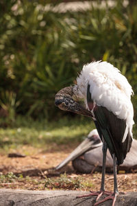 Wood stork mycteria americana stands in a marsh at corkscrew swamp sanctuary of naples, florida