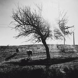 Bare trees on field against sky