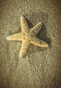 High angle view of starfish on beach