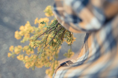 Close-up of yellow flowering plant on field