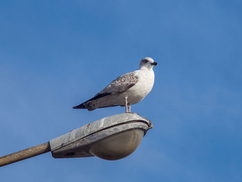 Low angle view of bird perching against sky