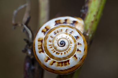 Close-up of snail