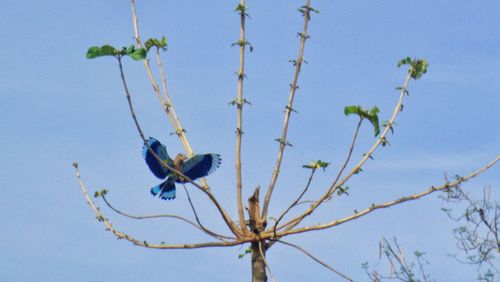 Low angle view of insect on plant against blue sky