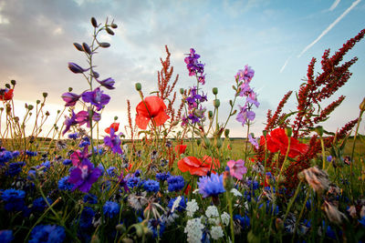 Colorful flowers blooming on field