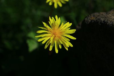 Close-up of yellow flower blooming outdoors