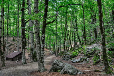 Trees in forest