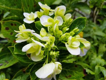 Close-up of white flowering plant