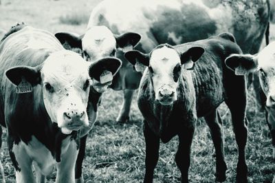Portrait of cows standing in field