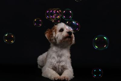 Full frame shot of dog with ball