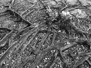 Full frame shot of tree roots on field