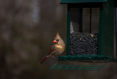 Bird perching on a feeder