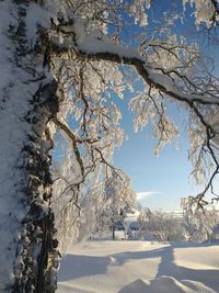 Snow covered plants against sky