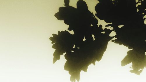 Close-up of silhouette leaves against white background