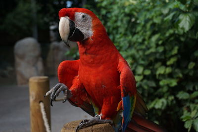Scarlet macaw perching on wooden fence against plant