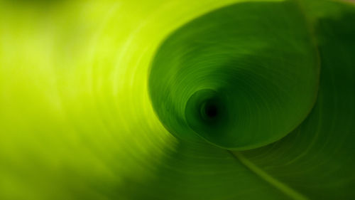 Full frame shot of green leaves