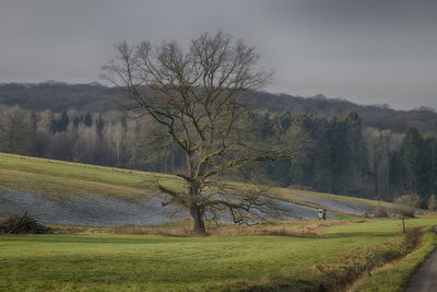 Scenic view of trees on field against sky