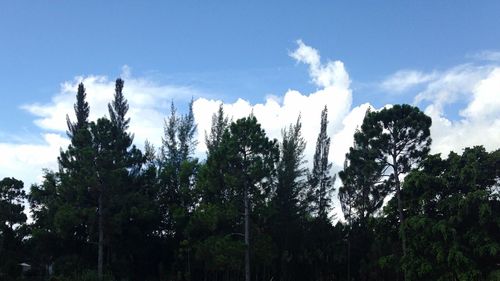 Low angle view of trees against cloudy sky