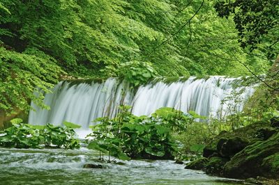 Scenic view of waterfall in forest