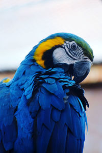 blue