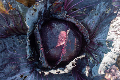 Close-up of fruit growing on tree