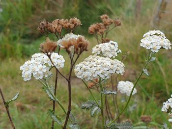 Close-up of white flowering plants on field