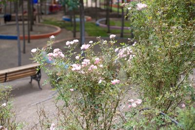 Pink flowering plants in park