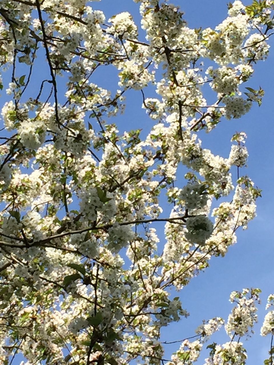 low angle view, flower, branch, tree, growth, blue, clear sky, freshness, beauty in nature, nature, fragility, blooming, blossom, white color, sky, cherry blossom, day, in bloom, petal, outdoors