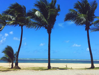 Palm trees on beach against blue sky