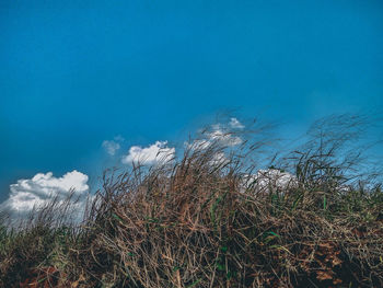 Plants growing on beach against blue sky