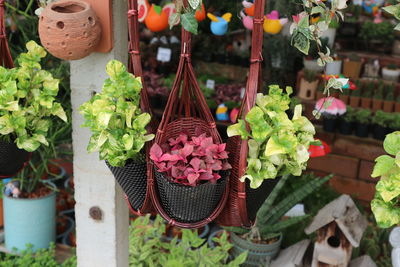 Potted plant for sale at market stall