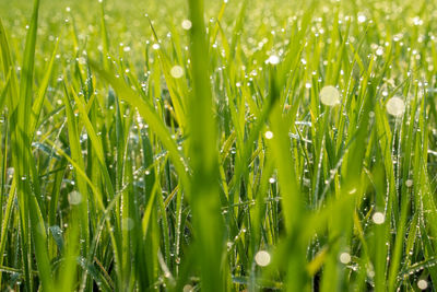 Close-up of dew drops on grass