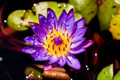 Close-up of purple water lily