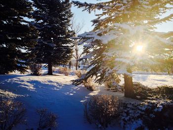 Trees on snow covered landscape