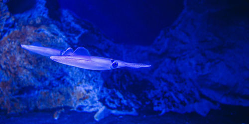 Fish swimming in sea