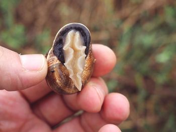 Close-up of hand holding leaf