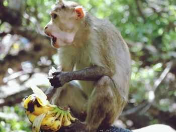 Close-up of monkey on tree branch