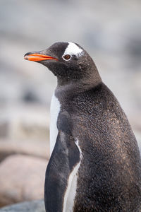 Close-up of sunlit gentoo penguin eyeing camera