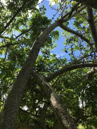 Low angle view of tree against sky