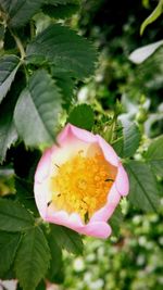 Close-up of pink flower blooming outdoors