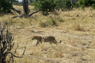 Leopard walking on grassy field at forest