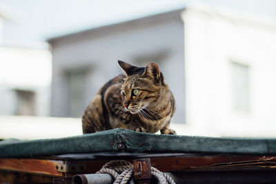 Portrait of cat