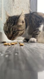 Close-up of cat eating