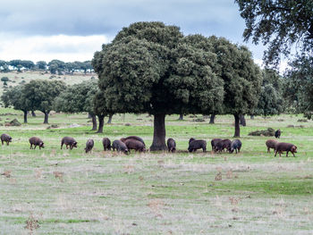 Horses grazing in a field