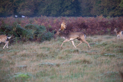 View of deer running