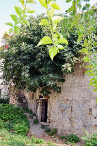 Plants growing outdoors