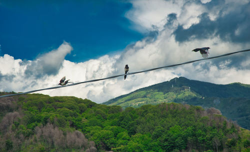 Low angle view of birds on mountain against sky