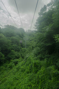 Overhead cable car amidst trees in forest against sky